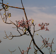 Pistacia terebinthus palaestina