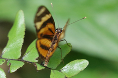Eresia ithomioides alsina