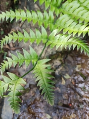 Pteris terminalis