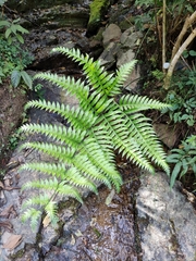 Pteris terminalis