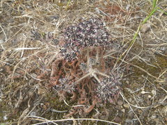 Pelargonium auritum auritum