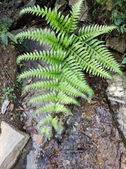 Pteris terminalis