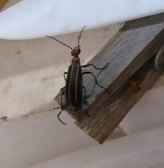 Epicauta floydwerneri