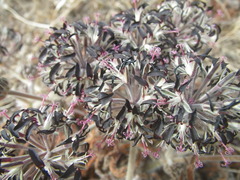 Pelargonium auritum auritum
