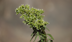Valeriana polemonifolia