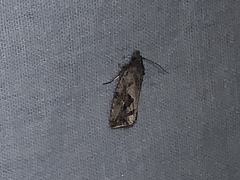 Endothenia nubilana
