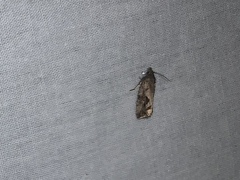Endothenia nubilana
