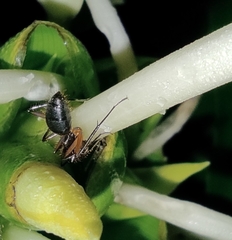 Camponotus renggeri