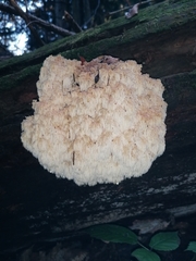 Hericium alpestre