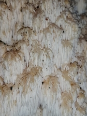 Hericium alpestre