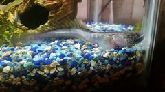 Violet Goby photo 3