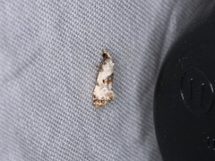 Neocochylis hybridella