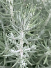 Helichrysum reflexum