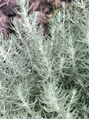 Helichrysum reflexum