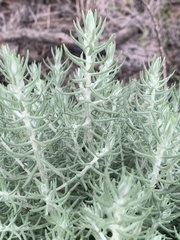 Helichrysum reflexum