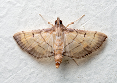Marasmia