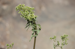 Valeriana polemonifolia