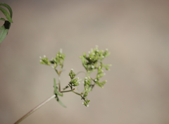 Valeriana polemonifolia