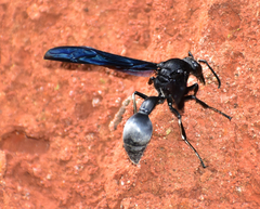 Brachymenes wagnerianus