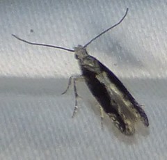 Coleotechnites florae