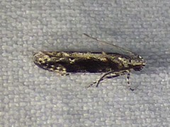 Coleotechnites florae