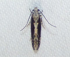 Coleotechnites florae