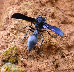 Brachymenes wagnerianus