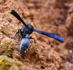 Brachymenes wagnerianus