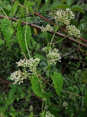 Image of Mikania scandens