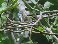 Dryoscopus senegalensis