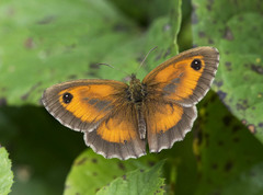 Pyronia tithonus