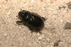 Temnorhynchus retusus