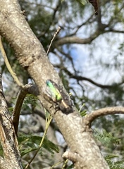 Chrysobothris basalis