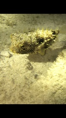 Chilomycterus antillarum