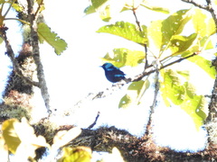 Dacnis venusta
