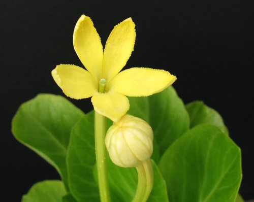 Brighamia insignis