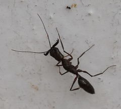 Odontomachus chelifer