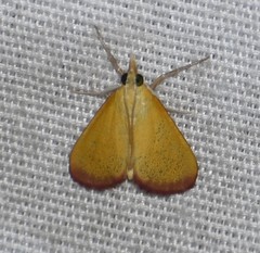 Xanthostege roseiterminalis