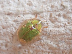 Eurypepla brevilineata
