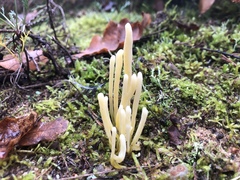 Clavaria argillacea