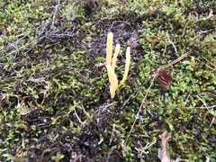 Clavaria argillacea