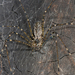 Lampshade Spiders - Photo no rights reserved, uploaded by Zygy