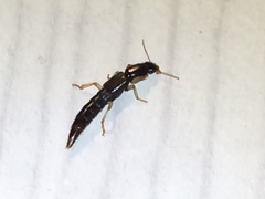 Pinophilus