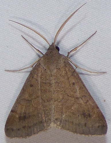 Vetch Looper Moth photo 6