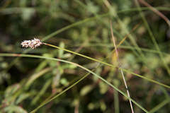 Carex diandra