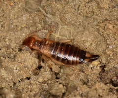 Forficula decipiens