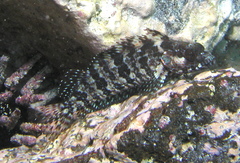 Gobioclinus dendriticus