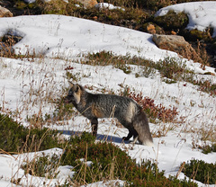 Vulpes vulpes cascadensis