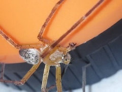 Curicaberis culiacan