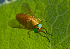 Silvius alpinus
